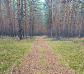 Прирезка лесных участков Кадастровые работы в Ижевске
